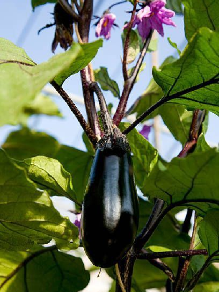 Eggplant [ ਬੈਂਗਣ ]